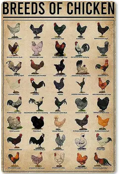 Металлический жестяной знак Породы курицы Птицы Образовательный плакат Знания для школы Домашняя кухня Кафе Настенная табличка
