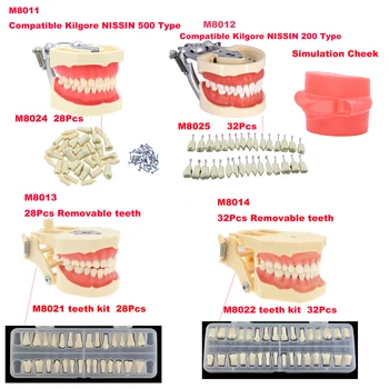 Модель зубных зубов со съемными зубами, совместимая с Kilgore NISSIN 200/500 и Frasaco ANA-3/4 для демонстрации преподавания стоматологии